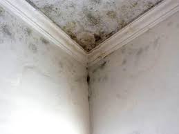 Environmental Consulting for Mold Prevention in Norwalk, OH